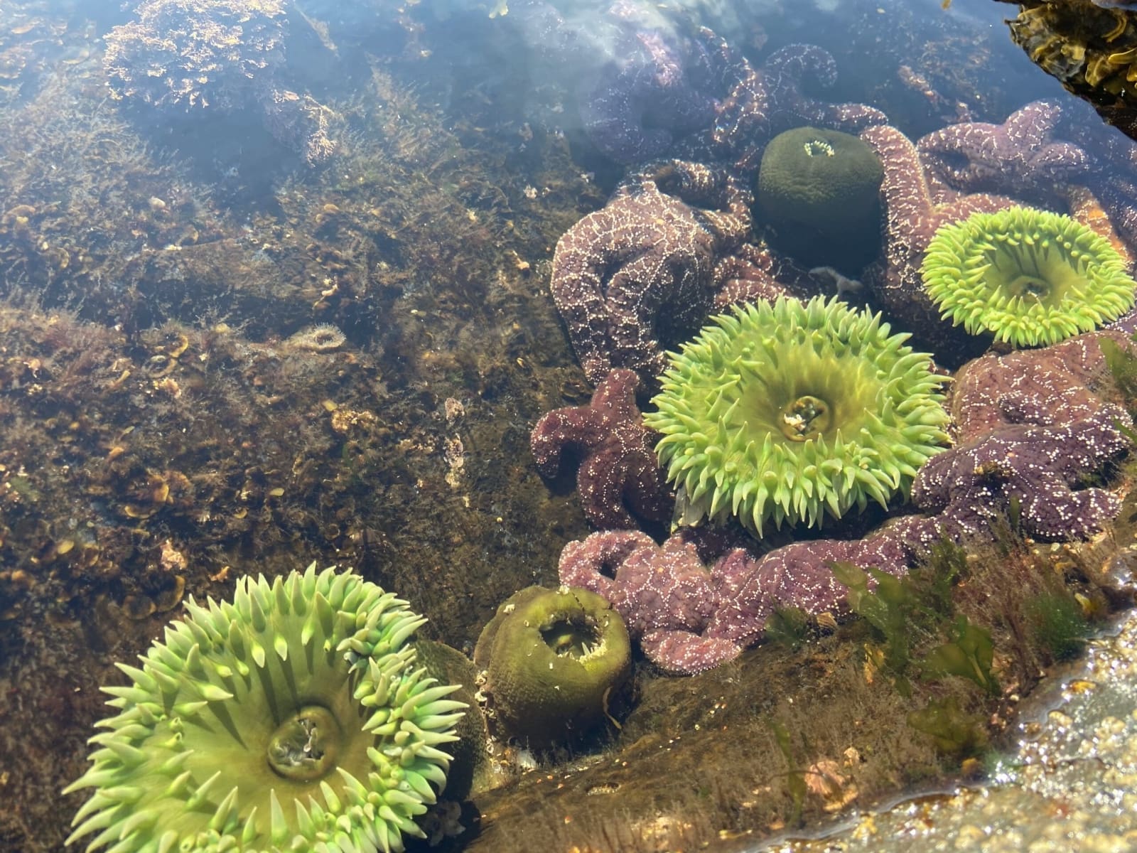 Ochre Stars and Green Anemones in a tide pool