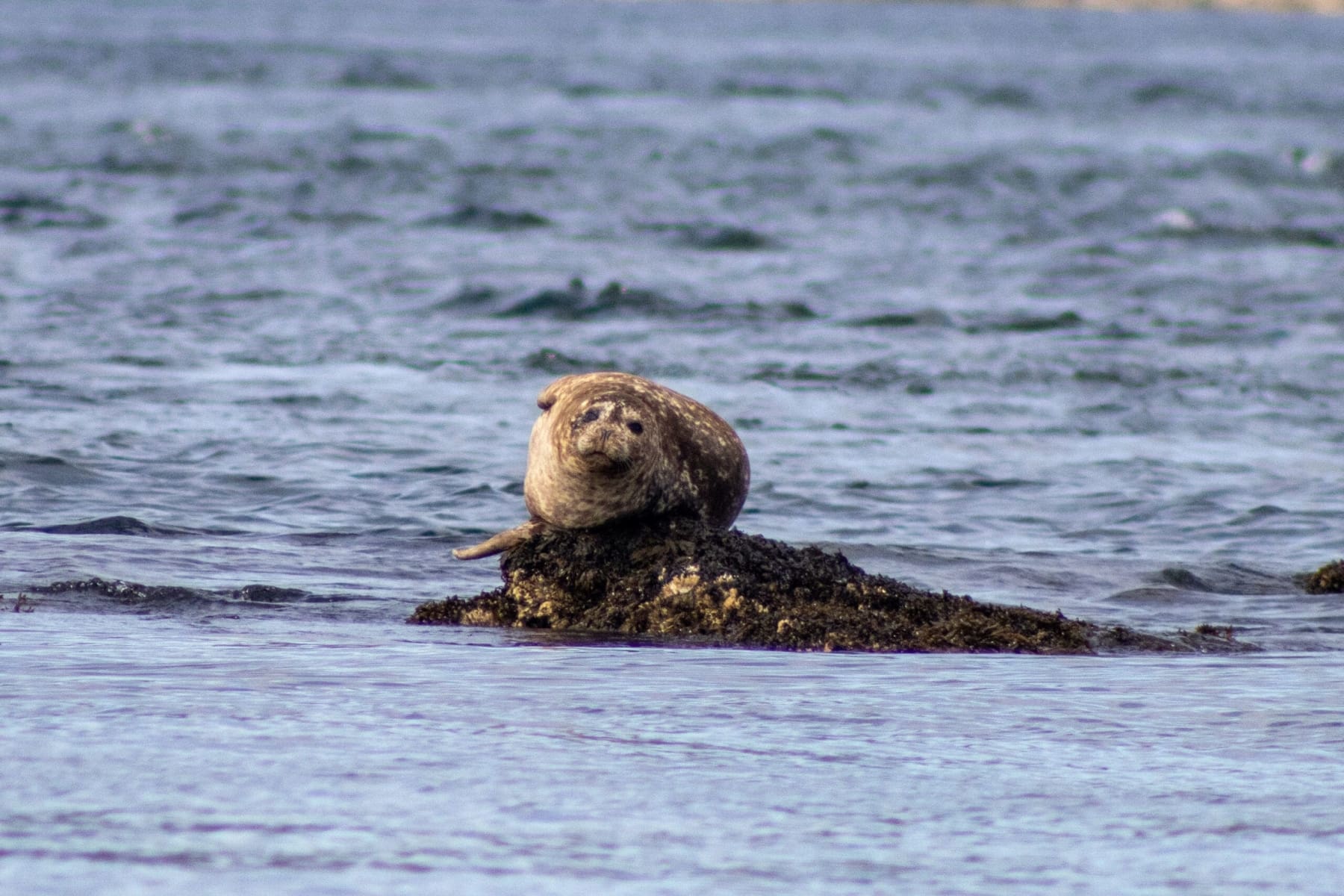 Harbor Seal on a rock