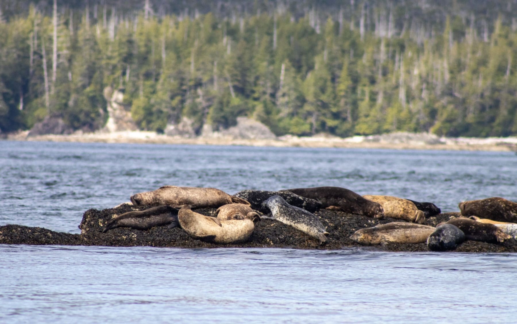 Harbor Seals hauled out