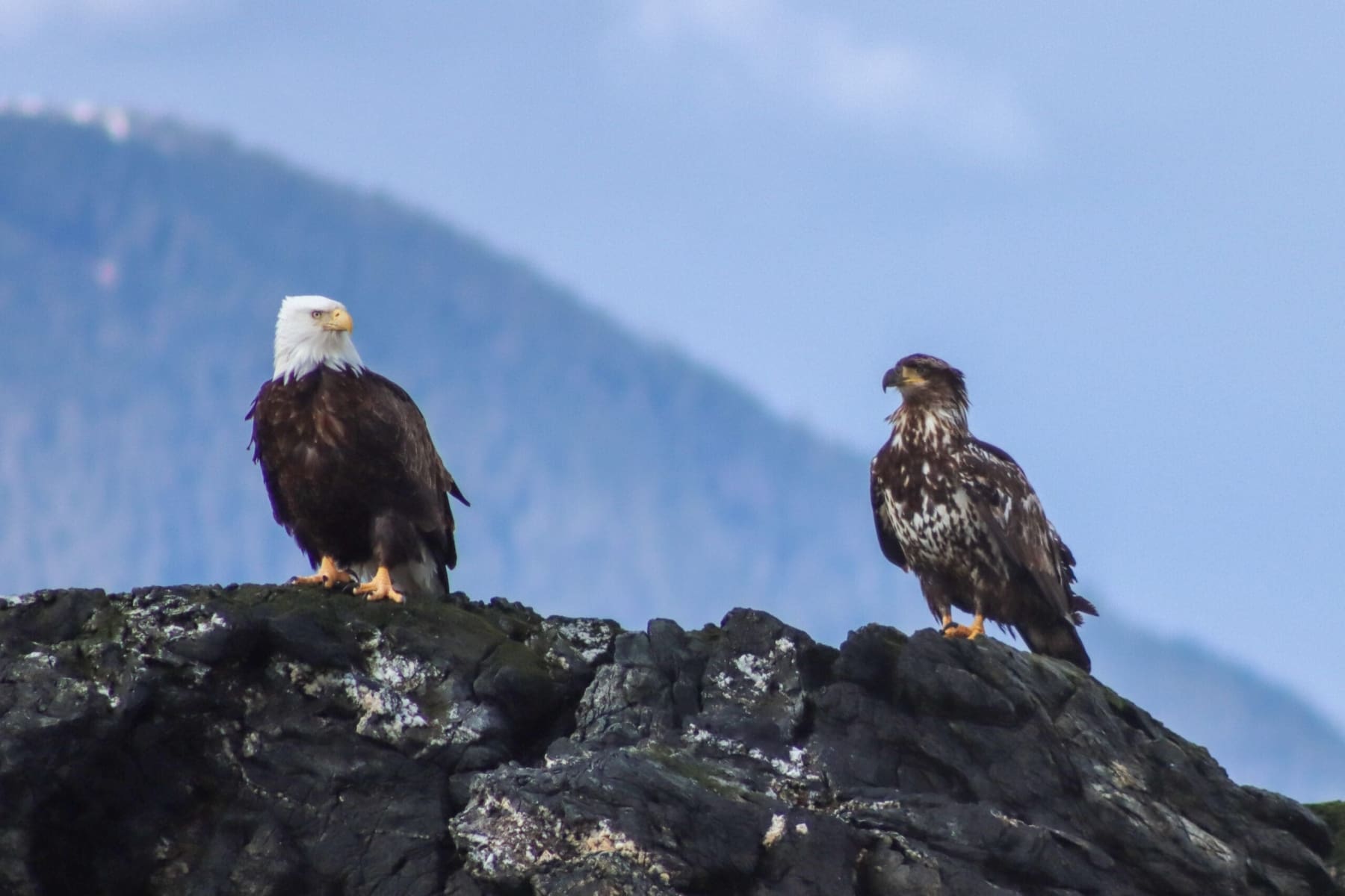 Adult and immature Bald Eagles