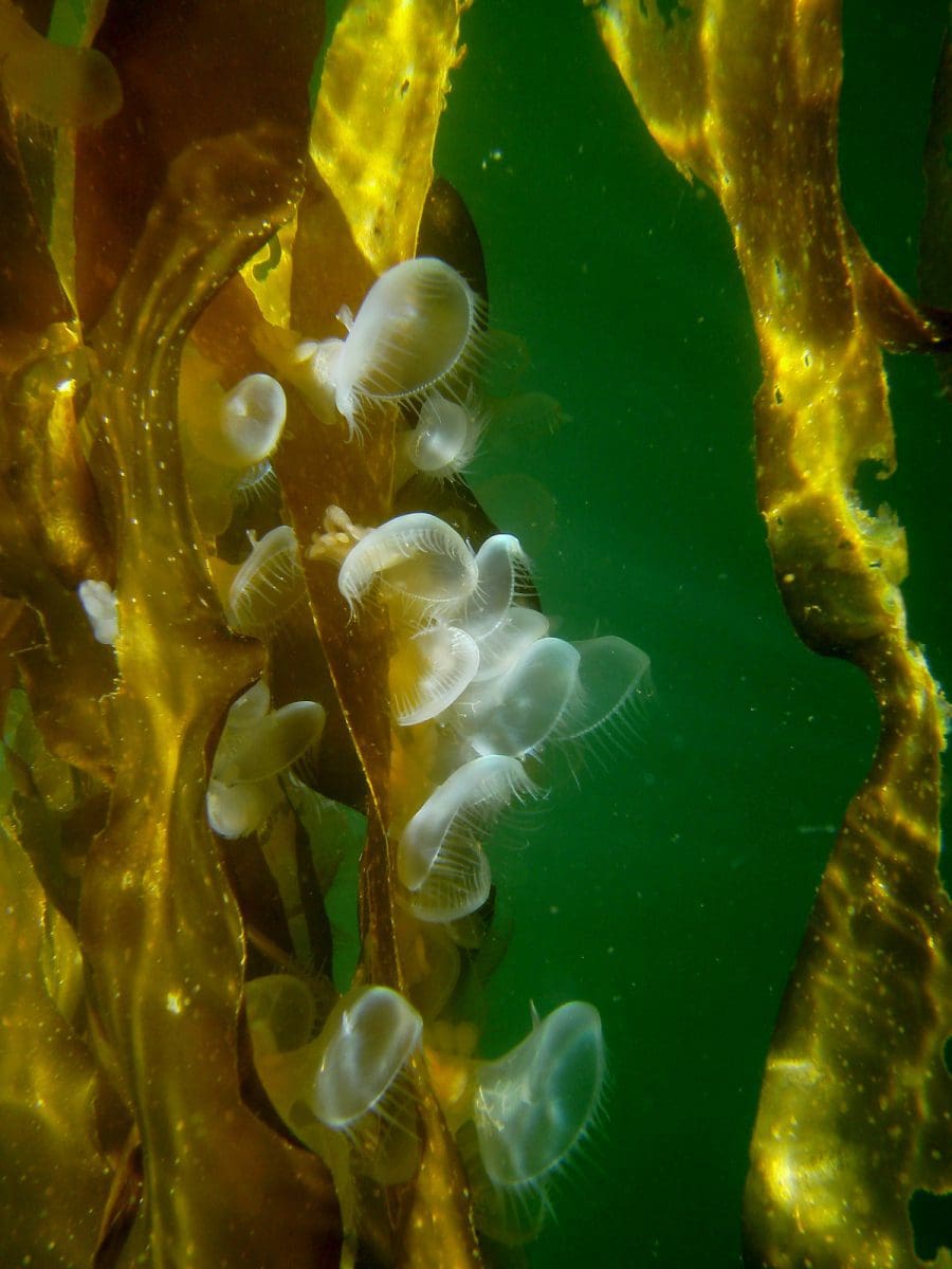 Hooded Nudibranches