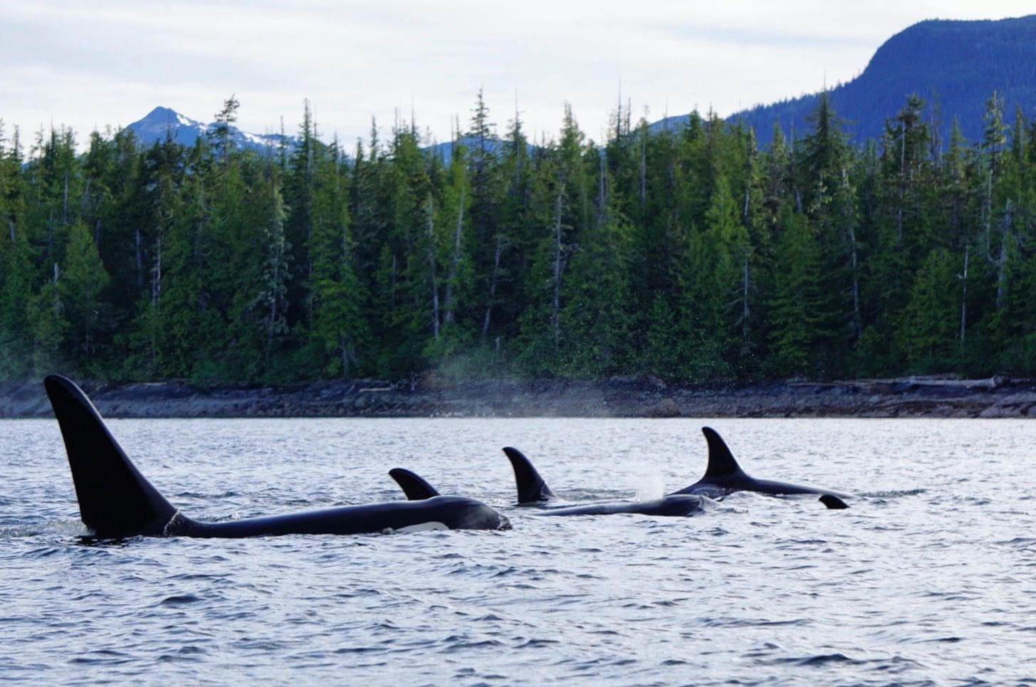 A pod of Orcas also called Killer Whales