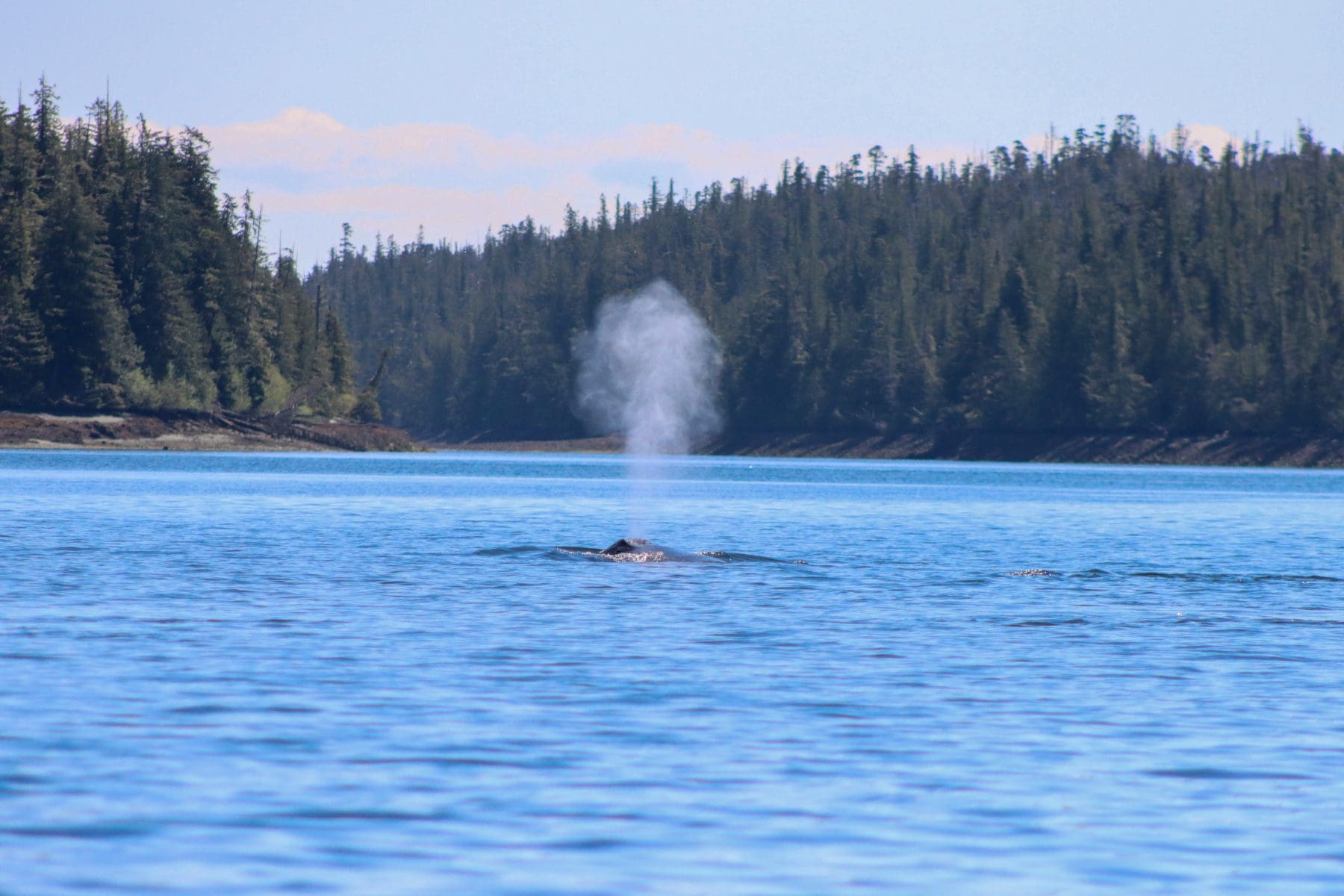 Humpback whale spout