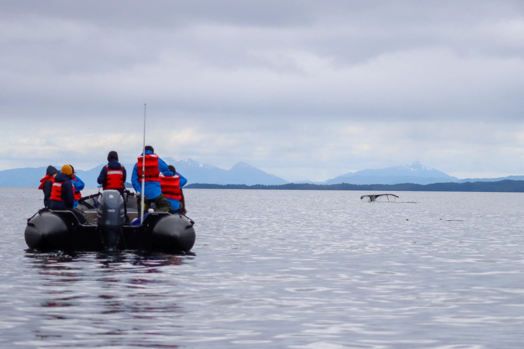 Zodiac boat with passengers viewing a Humpback whale fluke