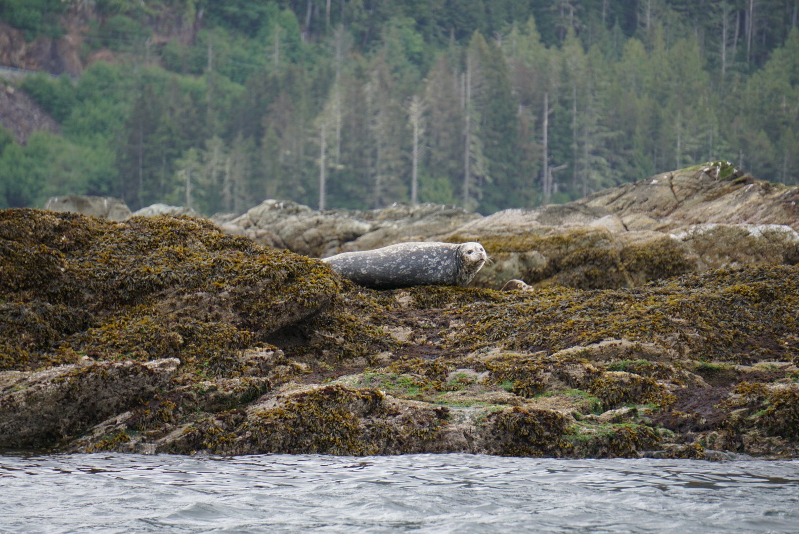 Hauled out Harbor Seal