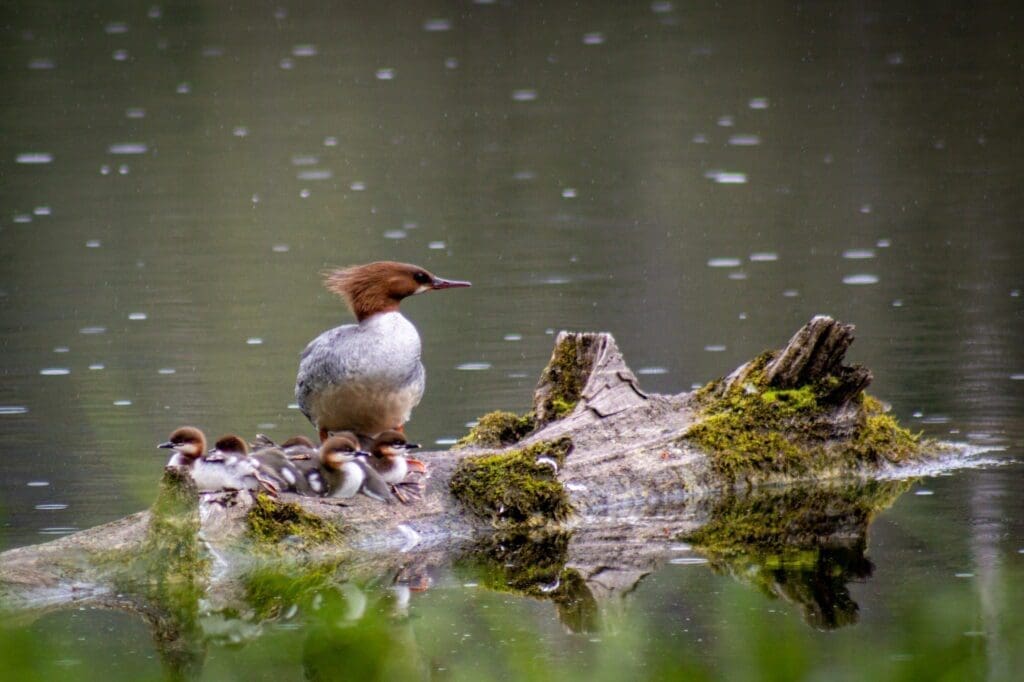 Merganser and chicks Mother and baby Mergansers on a log at Ward Lake
