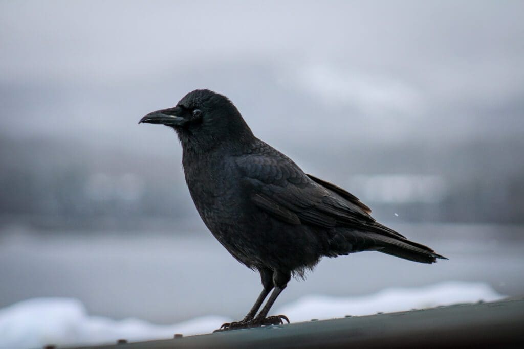 American Crow Crow perched on an icy railing