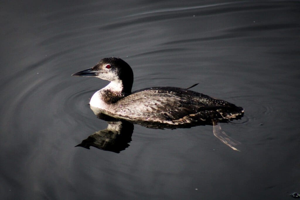 Common Loon Profile view of a Common Loon on the ocean
