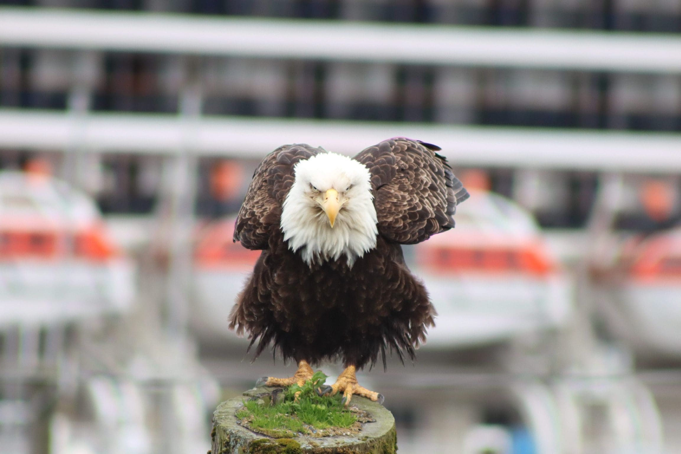 Bald Eagle poses in front of cruise ship while sitting on a piling in Thomas Basin Boat Harbor