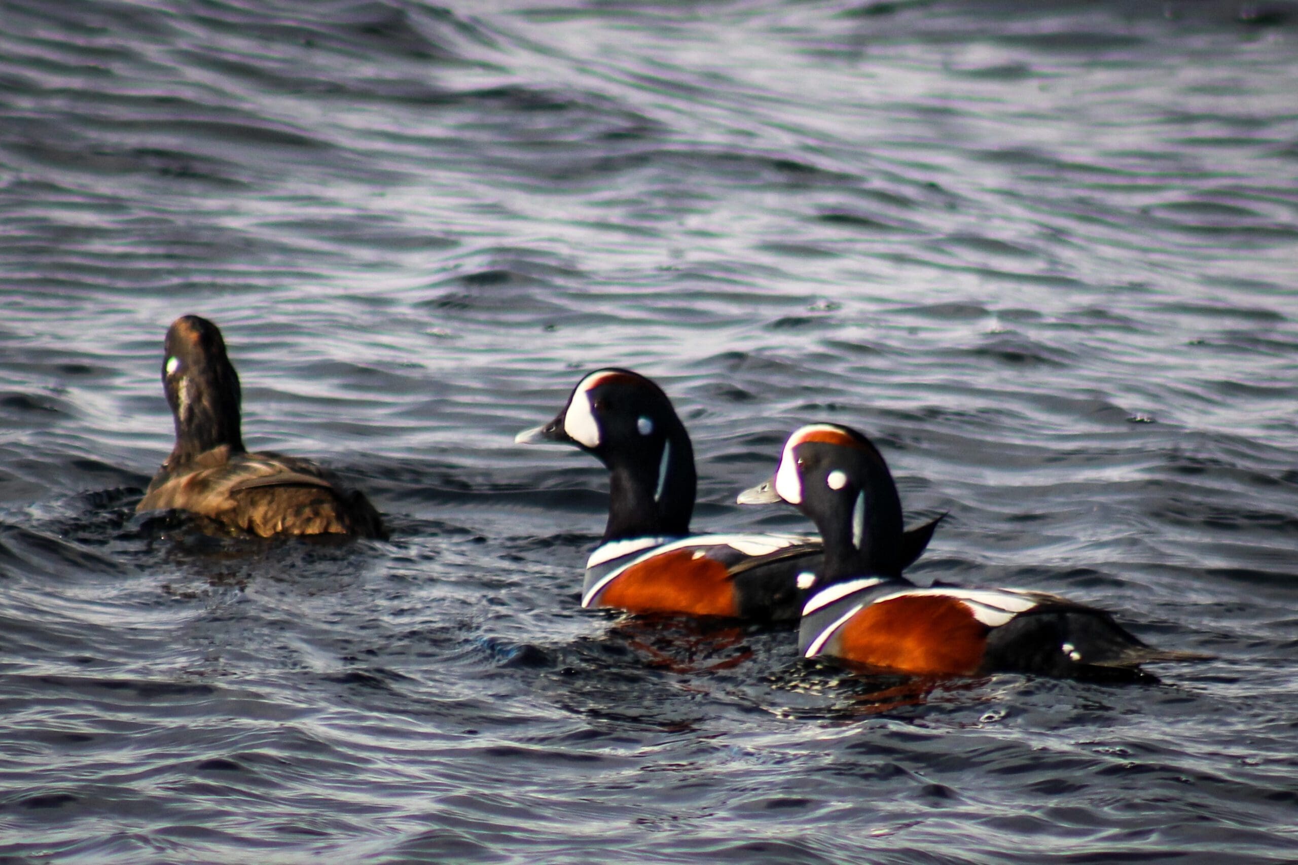 Harlequin ducks are often spotted on our tour.