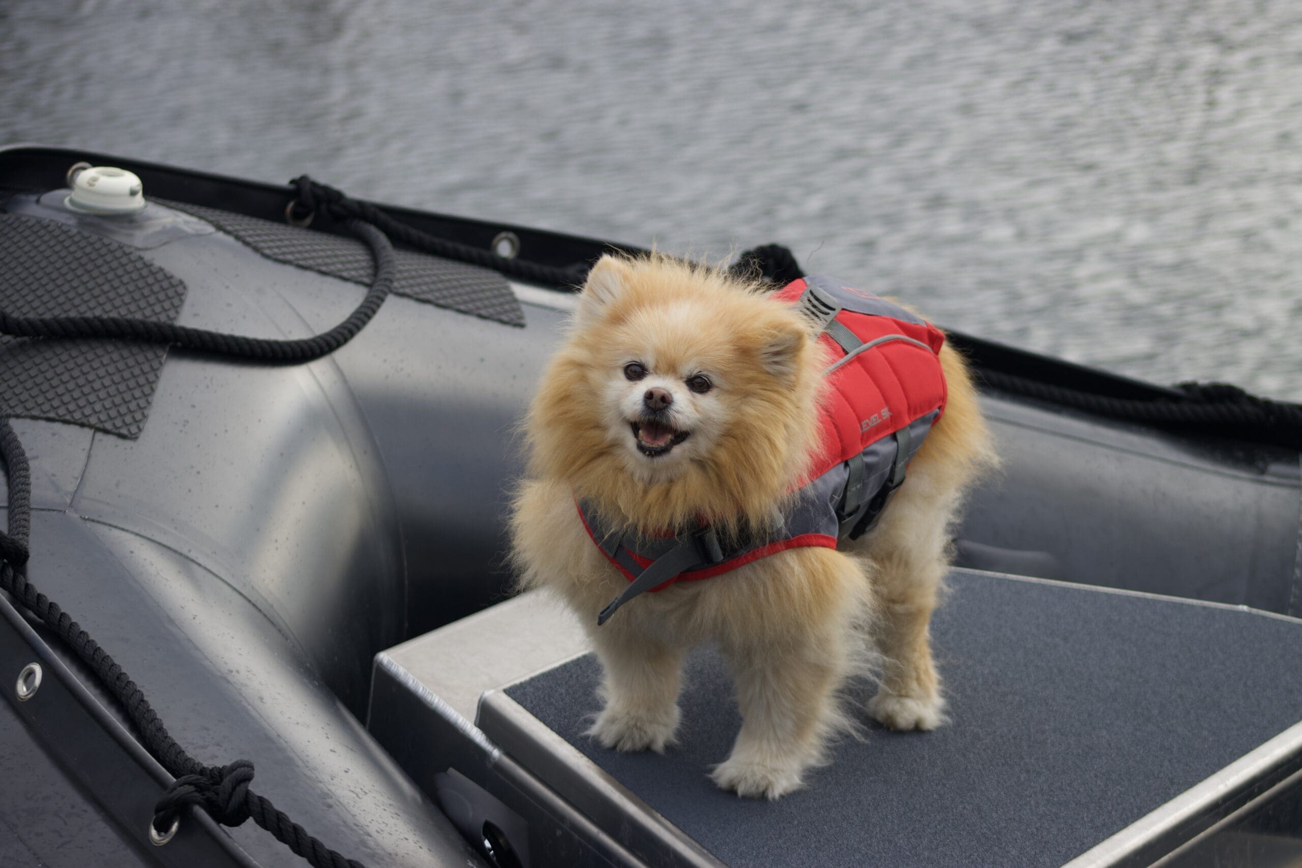 Dog wearing life jacket on bow of boat