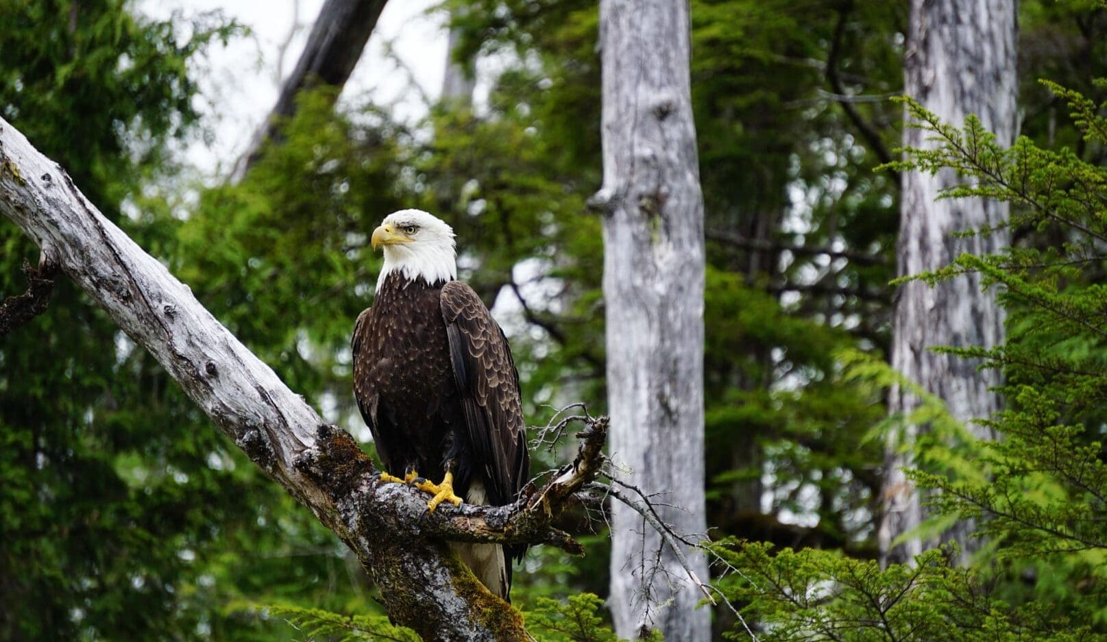 A Bald Eagle perched in a Cedar tree