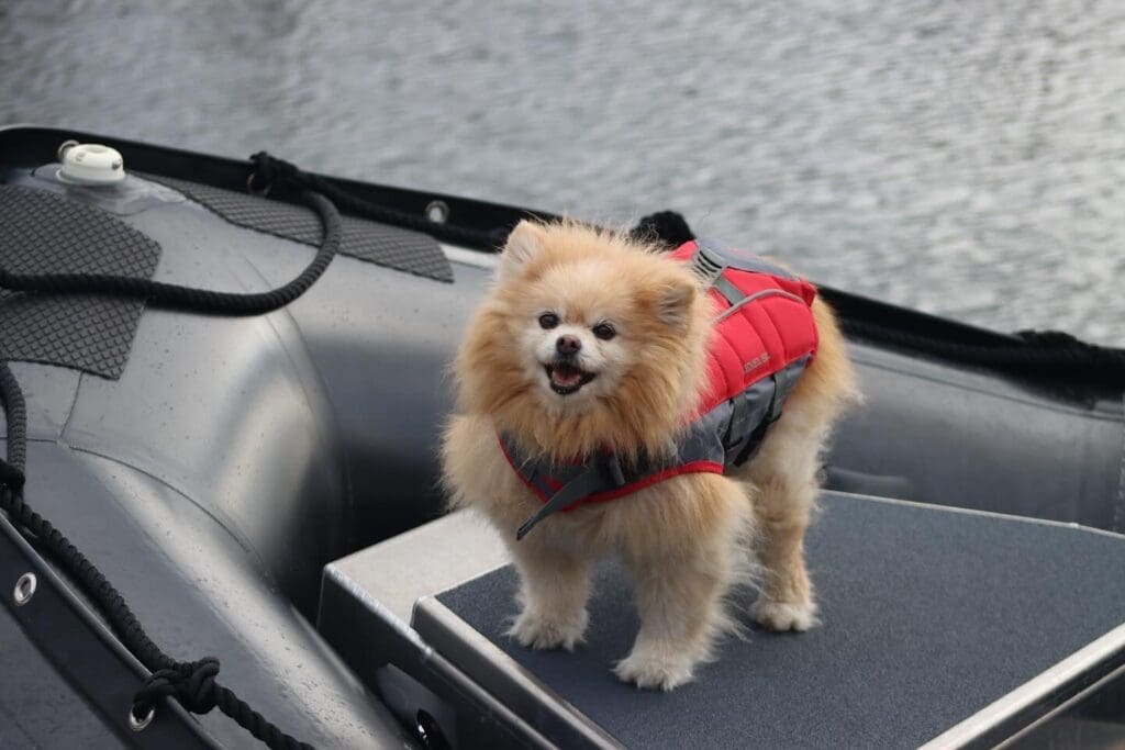 Paris the Alaskan Adventure Pup Dog in a life jacket standing on the bow a Zodiac boat
