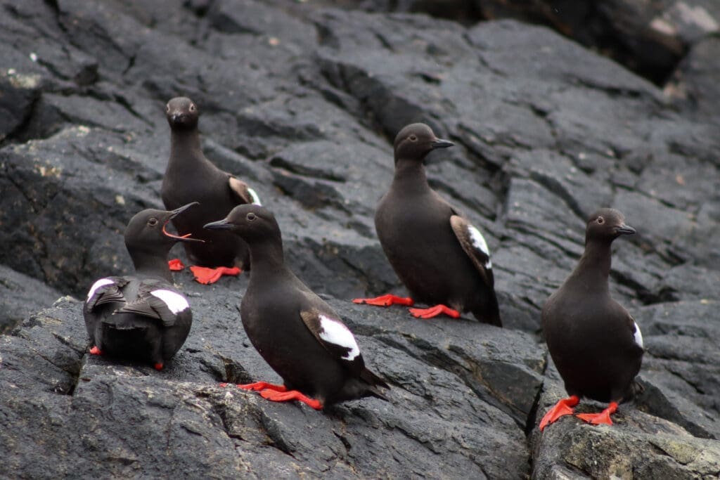 Pigeon Guillemots Five Pigeon Guillemots perched on rocks