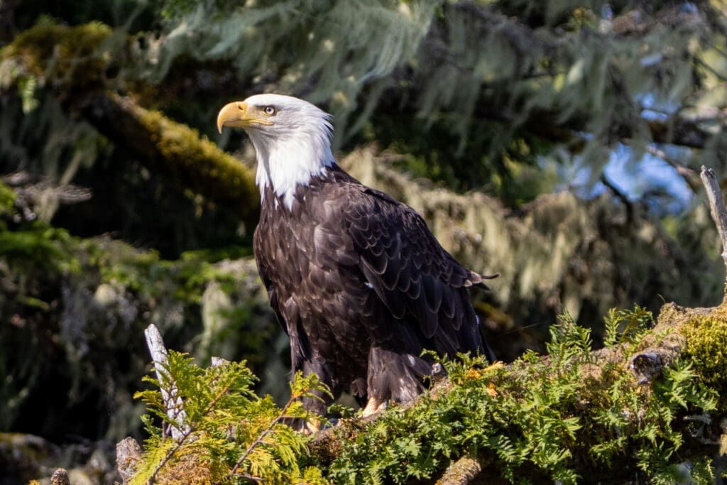 Bald Eagle perched in a tree
