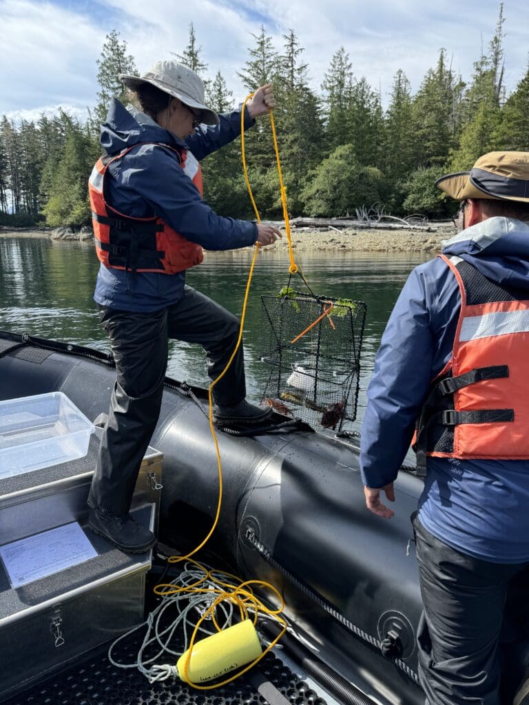 Woman pulls a research crab put from the ocean