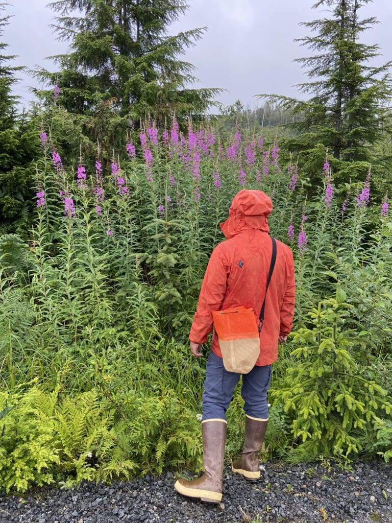 Person in a rain jacket, hiking pants, and boots looking at Fireweed with their back to the camera