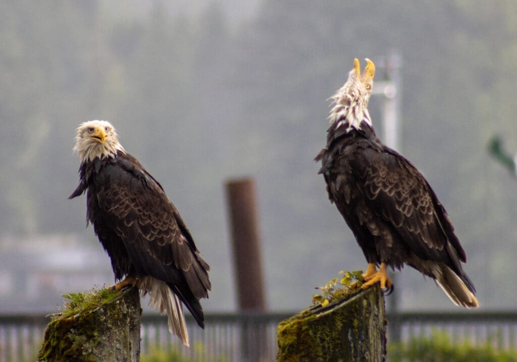Bald Eagles Two Bald Eagles perched on pilings in Thomas Basin Harbor