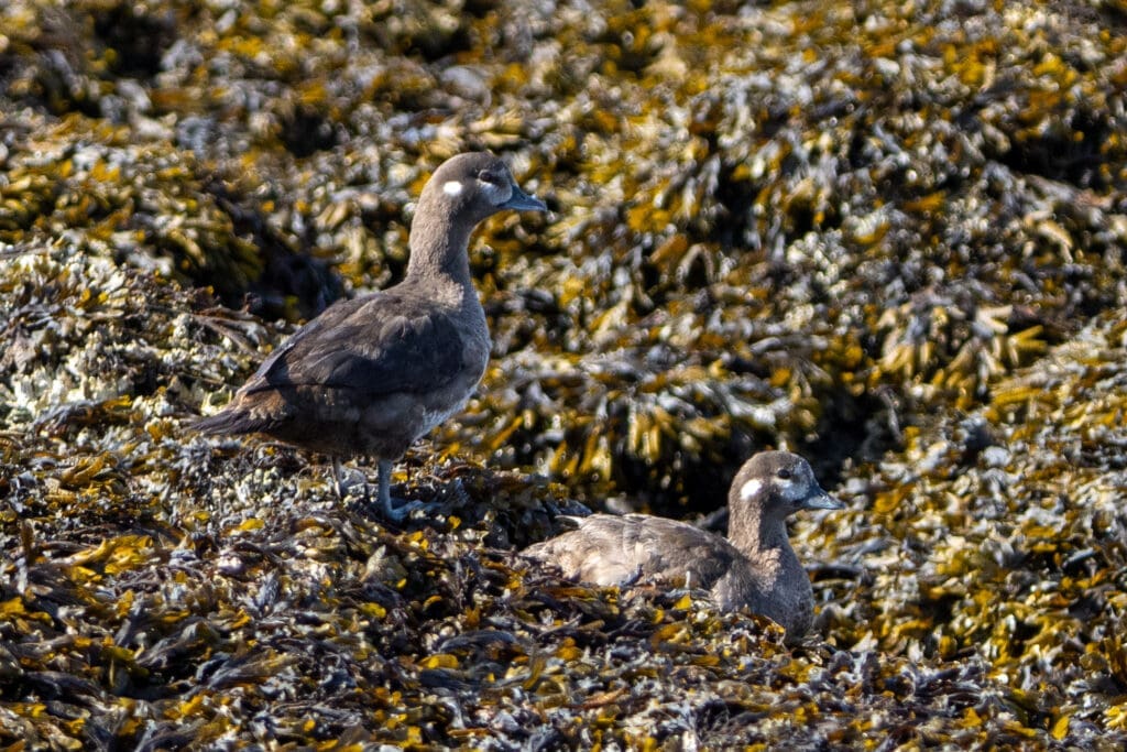 Harlequin Ducks Two Harlequin Ducks on seaweed covered rocks